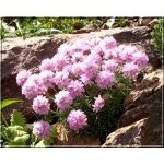 Armeria juniperifolia Roschen - Zawciąg jałowcolistny Roschen - różowy, wys 15, kw 5/6 FOTO 