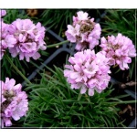 Armeria juniperifolia Roschen - Zawciąg jałowcolistny Roschen - różowy, wys 15, kw 5/6 FOTO 