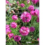 Armeria maritima Splendens - Zawciąg nadmorski Splendens - różowe, wys 15, kw 5/7 C1 xxxy
