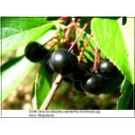 Aronia melanocarpa - Aronia czarna balotowana 30-60cm 