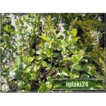 Aronia melanocarpa - Aronia czarna C2 30-60cm 