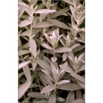 Artemisia ludoviciana - Bylica luizjańska - białe, wys. 60/90, kw. 7/8 FOTO zzzz