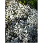 Artemisia stelleriana - Bylica Stellera - żółte, wys. 40, kw 7/8 FOTO 