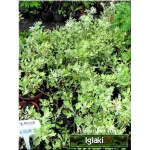 Artemisia stelleriana - Bylica Stellera - żółte, wys. 40, kw 7/8 FOTO 