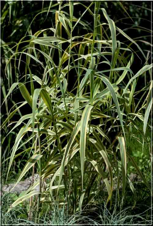Arundo Donax Aureovariegata - Trzcina laskowa Aureovariegata - liście szarozielone z żółtym, wys. 250 FOTO