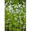 Asperula odorata - Marzanka wonna - Przytulia wonna - białe, wys. 30, kw. 5/6 FOTO