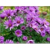Aster novae-angliae Purple Dome - Aster nowoangielski Purple Dome - Aster amerykański Purple Dome - fioletowe, wys 50, kw 8/10 C0,5