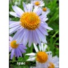 Aster tongolensis - Aster tongolski - fioletowe, wys. 50, kw. 5/6 FOTO 