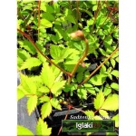 Astilbe arendsii Cattleya - Tawułka Arendsa Cattleya - różowy, wys 70, kw 6/9 FOTO