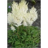Astilbe Arendsii White Glory - Tawułka Arendsa White Glory - białe, wys 60, kw 7/8 C0,5 P