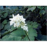 Astilboides tabularis - Tawułkowiec azjatycki - kremowe, wys. 100, kw 5/7 FOTO 