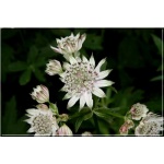 Astrantia major - Jarzmianka większa - biało-różowe, wys. 80, kw. 5/7 FOTO zzzz