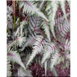 Athyrium niponicum Pewter Lace - Wietlica japońska Pewter Lace - Paproć - wys. 40 FOTO