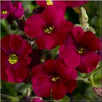 Aubrieta cultorum Axcent Burgundy - Żagwin ogrodowy Axcent Burgundy - czerwone, wys. 20, kw. 3/5 FOTO