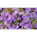 Aubrieta cultorum Blaumeise - Żagwin ogrodowy Blaumeise - fioletowy, wys 10, kw 4/5 FOTO