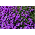 Aubrieta cultorum Blaumeise - Żagwin ogrodowy Blaumeise - fioletowy, wys 10, kw 4/5 FOTO