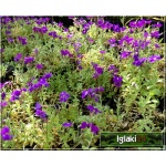 Aubrieta cultorum Royal Velvet - Żagwin ogrodowy Royal Velvet - fioletowe, wys 10, kw 4/5 C0,5