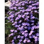 Aubrieta cultorum Royal Blue - Żagwin ogrodowy Royal Blue - niebieskie, wys 10, kw 4/5 FOTO