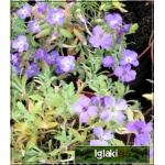 Aubrieta cultorum Royal Blue - Żagwin ogrodowy Royal Blue - niebieskie, wys 10, kw 4/5 C0,5