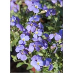 Aubrieta cultorum Royal Blue - Żagwin ogrodowy Royal Blue - niebieskie, wys 10, kw 4/5 FOTO