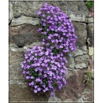 Aubrieta cultorum Royal Velvet - Żagwin ogrodowy Royal Velvet - fioletowe, wys 10, kw 4/5 FOTO