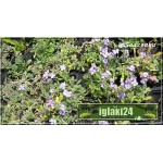 Aubrieta cultorum - Żagwin ogrodowy ciemno-niebieski, wys 10, kw 4/5 FOTO