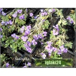 Aubrieta cultorum - Żagwin ogrodowy ciemno-niebieski, wys 10, kw 4/5 FOTO