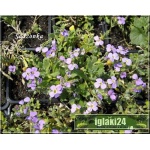 Aubrieta cultorum - Żagwin ogrodowy jasno-niebieski, wys 10, kw 4/5 FOTO