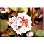 Bergenia cordifolia Silberlicht - Bergenia sercolistna Silberlicht - jasny róż, prawie biała, wys. 35, kw 3/4 FOTO