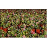 Bergenia crassifolia - Bergenia grubolistna - różowy, wys. 45, kw 4/5 FOTO 