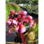 Bergenia crassifolia - Bergenia grubolistna - różowy, wys. 45, kw 4/5 FOTO 