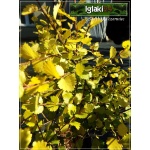Betula nana Golden Treasure - Brzoza karłowata Golden Treasure FOTO