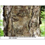 Betula nigra - Betula rubra - Brzoza nadrzeczna - Brzoza czarna FOTO