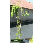 Betula pendula Long Trunk - Betula utilis Long Trunk - Brzoza brodawkowata Long Trunk FOTO