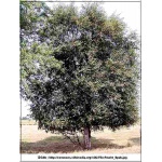 Betula pubescens - Brzoza omszona FOTO