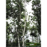 Betula utilis Doorenbos - Brzoza pożyteczna Doorenbos ob. 8-10 C_30 _200-300cm
