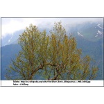 Betula utilis Jackemontii - Brzoza pożyteczna Jackemontii - Betula jacquemontii Spach - Brzoza jacquemontii Spach C3 80-100cm 