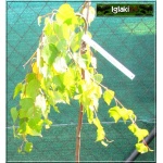 Betula utilis Jackemontii - Brzoza pożyteczna Jackemontii - Betula jacquemontii Spach - Brzoza jacquemontii Spach C3 80-100cm 