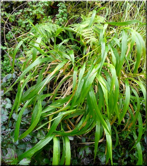 Brachypodium sylvaticum - Kłosownica leśna - zielone, wys. 100, kw. 7/8 FOTO zzzz