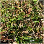 Briza media - Drżączka średnia - szare liście, brązowo-zielone kłosy, wys, 40 kw 5/7 FOTO