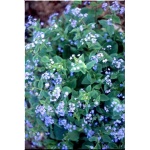 Brunnera macrophylla - Brunera wielkolistna - Niezapominajka kaukaska - niebieski, wys. 40, kw 5/6 FOTO