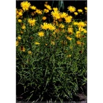Buphthalmum salicifolium - Kołotocznik wierzbolistny - żółty, wys 50, kw 6/10 FOTO