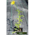 Buphthalmum salicifolium - Kołotocznik wierzbolistny - żółty, wys 50, kw 6/10 FOTO