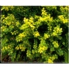 Buxus sempervirens Aurea - Bukszpan wieczniezielony Aurea FOTO