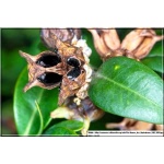 Buxus sempervirens - Bukszpan wieczniezielony FOTO 