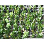 Buxus sempervirens - Bukszpan wieczniezielony bryła 60-70cm