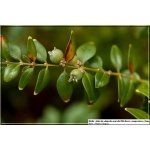 Buxus sempervirens - Bukszpan wieczniezielony FOTO 