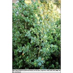 Buxus sempervirens - Bukszpan wieczniezielony C5 40-60cm