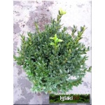 Buxus sempervirens - Bukszpan wieczniezielony C2 20-30cm 