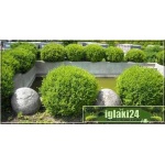 Buxus sempervirens - Bukszpan wieczniezielony Bonsai kula C_15 20-30cm
